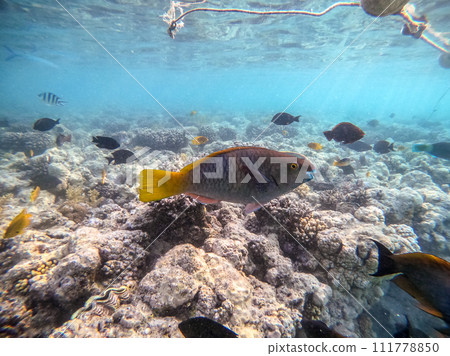 Close up view of Hipposcarus longiceps or Longnose Parrotfish (Hipposcarus Harid) at coral reef.. Close up view of Hipposcarus longiceps or Longnose Parrotfish (Hipposcarus Harid) at coral reef.. 111778850