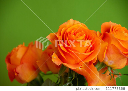 Rose of orange 111778866