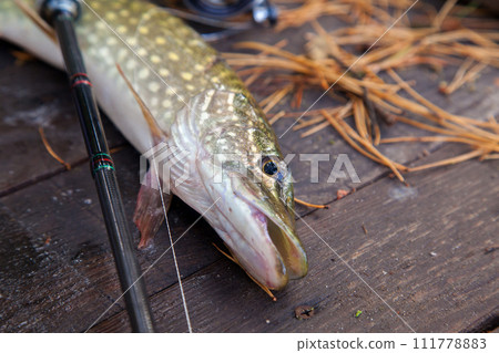 Freshwater pike and fishing equipment lies on wooden background with yellow leaves.. Freshwater pike and fishing equipment lies on wooden background with yellow leaves.. 111778883
