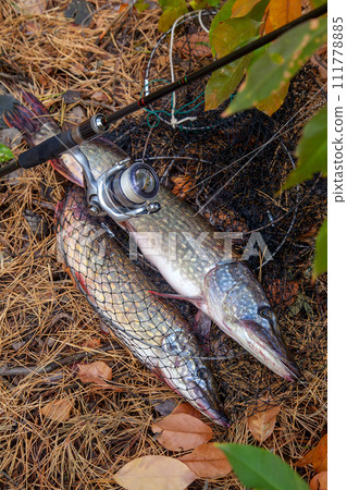 Freshwater pike fish. Big freshwater pike fish lies on keep net with fishery catch in it and fishing rod with reel.. 111778885