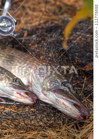 Freshwater pike fish. Two Freshwater pikes fish lies on keep net and fishing rod with reel.. 111778888