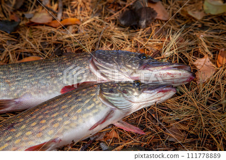 Freshwater pike fish. Two freshwater pike fish on yellow leaves at autumn time.. 111778889