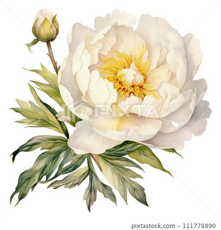 Watercolor illustration of a white peonies with leaves floral element isolated on white background 111778890