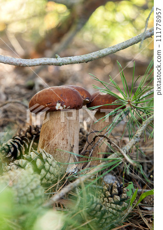 Triple porcini mushroom grows in pine tree forest at autumn season.. Triple porcini mushroom grows in pine tree forest at autumn season.. 111778957