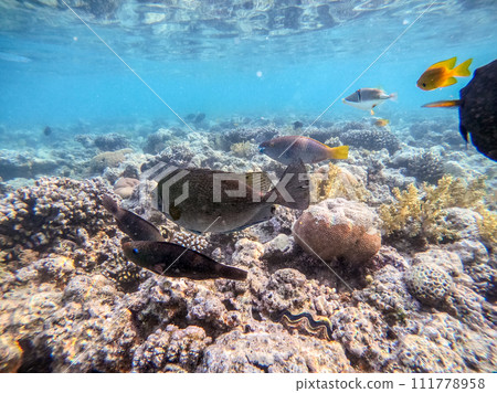 Shoal of differend kinds of the fish - sailfin tang, Longnose Parrotfish, Picasso trigger, Birdmouth wrasse, Klunzinger's wrasse and other tropical fish swimming at the coral reef in the Red Sea, Shoal of differend kinds of the fish - sailfin tang, Longnose Parrotfish, Picasso trigger, Birdmouth wrasse, Klunzinger's wrasse and other tropical fish swimming at the coral reef in the Red Sea, 111778958