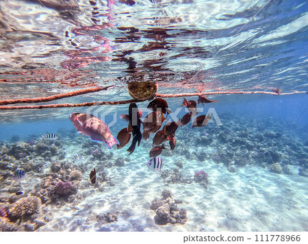 Shoal of differend kinds of the fish -  sailfin tang, Longnose Parrotfish, Picasso trigger, Birdmouth wrasse, Klunzinger's wrasse and other tropical fish swimming at the coral reef in the Red Sea, 111778966