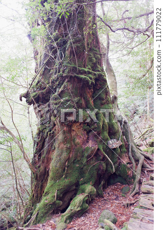 Yakushima Shiratani cloud sanctuary magistrate cedar 111779022