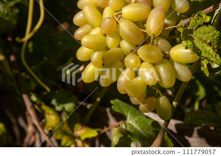 Bunch of green grapes in the garden. Bunch of green grapes in the garden. 111779057