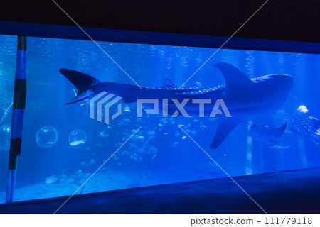 Atsudo水族館 111779118