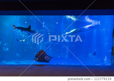 Atsudo水族館 111779119