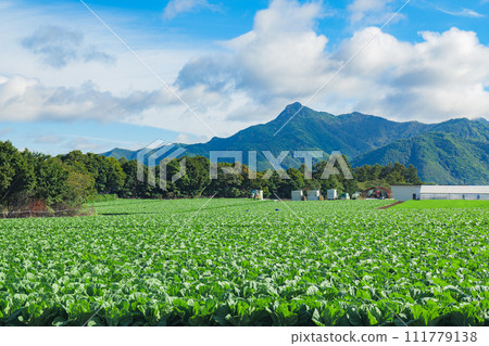長野的生菜田和山脈 111779138
