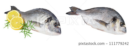 Fish dorado isolated on white background with full depth of field. 111779242
