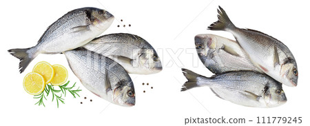 Fish dorado isolated on white background with full depth of field. Top view. Flat lay Fish dorado isolated on white background with full depth of field. Top view. Flat lay 111779245