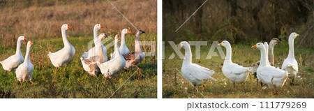 flock of geese grazing on the grass in the autumn flock of geese grazing on the grass in the autumn 111779269