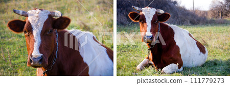 young bull grazing on the green grass 111779273