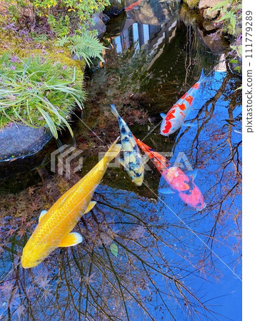 If you find a golden carp, you will be happy. If you find a golden carp, you will be happy. 111779289