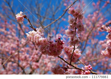 須崎的雪花櫻花 須崎的雪花櫻花 111779861