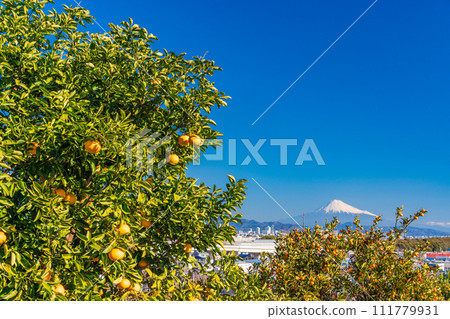(Shizuoka Prefecture) Mt. Fuji over the tangerine field in Shizuoka City 111779931
