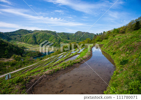 [Niigata Prefecture, Sado, Kokura Senmaida] Experience growing rice in a beautiful landscape 111780071