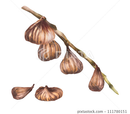 Watercolor dried fig fruits hanging and plucked, falling off the branch Dry fruits arrangement. Food plant clipart for card, label, sticker, price tag Hand drawn illustration Isolated white background Watercolor dried fig fruits hanging and plucked, falling off the branch Dry fruits arrangement. Food plant clipart for card, label, sticker, price tag Hand drawn illustration Isolated white background 111780151