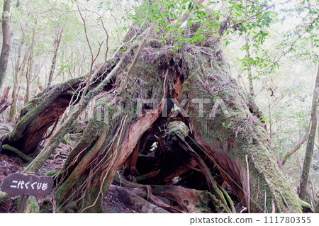 Yakushima Shiratani Unsuikyo second generation Kuguri cedar Yakushima Shiratani Unsuikyo second generation Kuguri cedar 111780355