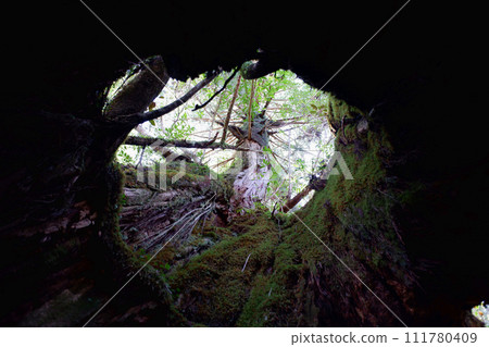 Yakushima Shiratani Unsuikyo 2nd Generation Kuguri Cedar 111780409