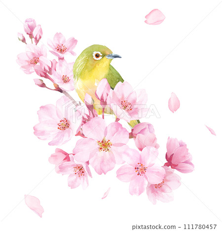 Spring flowers: watercolor illustration of cherry blossoms and a small bird (white-eye). Close-up. Clip art (transparent background) Spring flowers: watercolor illustration of cherry blossoms and a small bird (white-eye). Close-up. Clip art (transparent background) 111780457