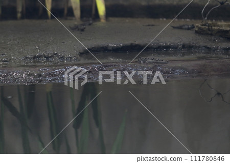 彈塗魚 彈塗魚 111780846