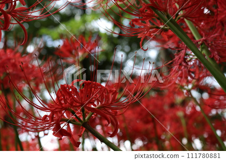 Cluster amaryllis Cluster amaryllis 111780881