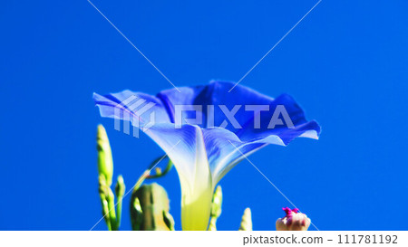 西方牽牛花的天藍色和藍天的風景 111781192