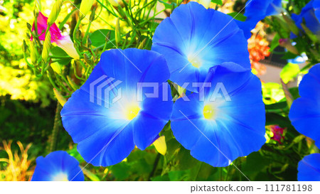 Heavenly blue of western morning glory and the scenery of blue sky Heavenly blue of western morning glory and the scenery of blue sky 111781198