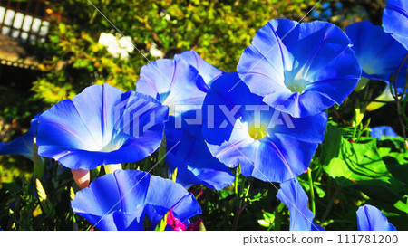 西方牽牛花的天藍色和藍天的風景 111781200