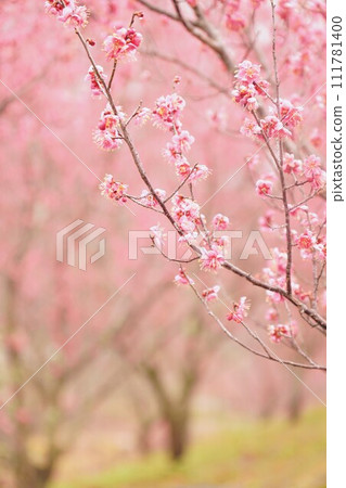 National Sanuki Mannou Park, Flower Tour Hill, Red Plum [Yoshino, Mannou-cho, Nakatado-gun, Kagawa Prefecture] 111781400