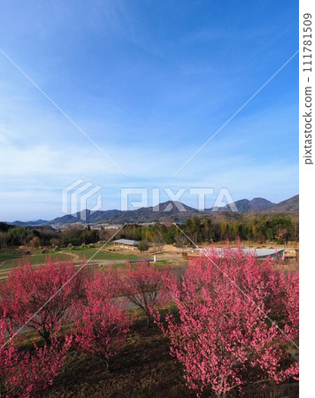 National Sanuki Mannou Park, Flower Viewing Hill, Kobai [Yoshino, Mannou-cho, Nakatado-gun, Kagawa Prefecture] 3 111781509