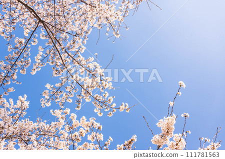 藍天和櫻花 111781563