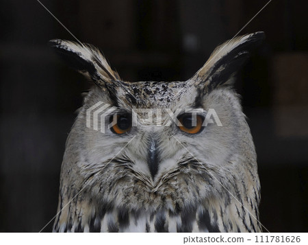 western Siberian eagle owl Bubo sibiricus close up portrait 111781626