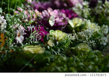 葉牡丹（Habotan） 111781671