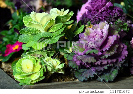 牡丹葉在花盆裡種植 牡丹葉在花盆裡種植 111781672