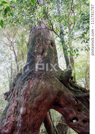 Yakushima Shiratani cloud water crypt cedar Yakushima Shiratani cloud water crypt cedar 111781787