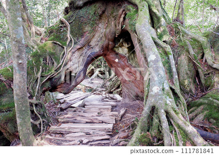 Yakushima Shiratani cloud water crypt cedar Yakushima Shiratani cloud water crypt cedar 111781841