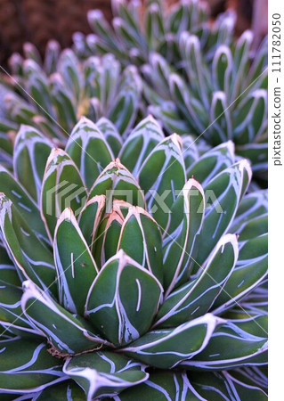 Cactus, succulents, agave, bamboo snow 111782050