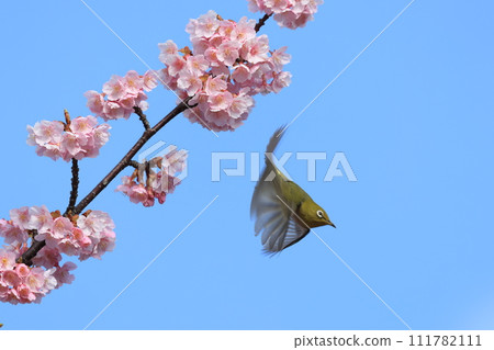A cute white-eye that shines in the blue sky 111782111