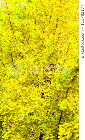 Beautiful scenery of autumn ginkgo leaves and blue sky Beautiful scenery of autumn ginkgo leaves and blue sky 111782177