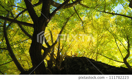 Large ginkgo tree and blue sky at Asahi Hikawa Shrine in Kawaguchi City, Saitama Prefecture 111782223
