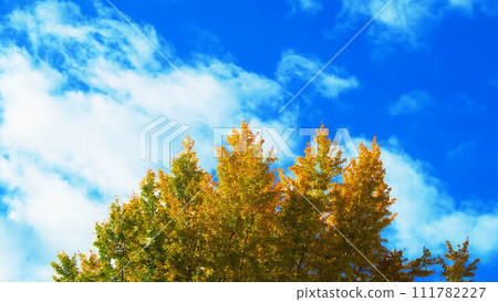 Large ginkgo tree and blue sky at Asahi Hikawa Shrine in Kawaguchi City, Saitama Prefecture Large ginkgo tree and blue sky at Asahi Hikawa Shrine in Kawaguchi City, Saitama Prefecture 111782227