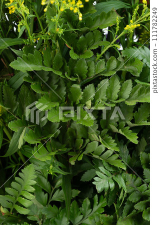 Flower leafs pattern background 111782249