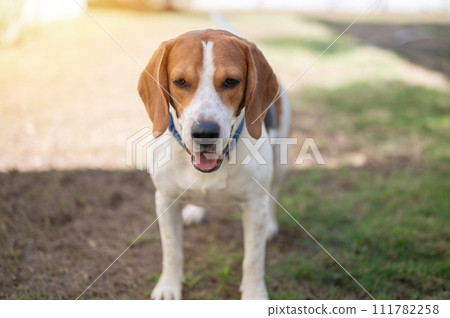 Portrait of beagle dog sitting on grass 111782258