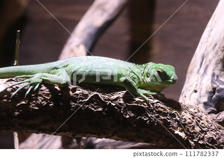 Hiroo斐濟斐濟鬣蜥 111782337