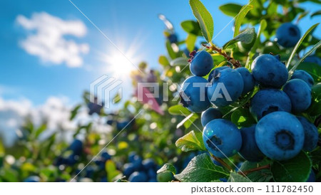Fresh Organic Blueberries on the bush. close up Fresh Organic Blueberries on the bush. close up 111782450