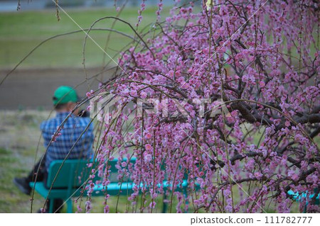 老人在梅之木公園的長椅上午休。 老人在梅之木公園的長椅上午休。 111782777